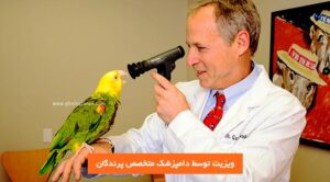 دامپزشک متخصص پرندگان در حال ویزیت طوطی